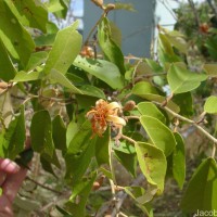 Pterospermum suberifolium (L.) Raeusch.